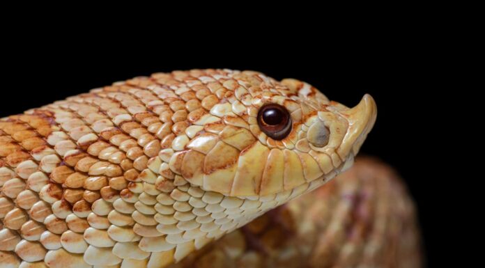 11 serpenti con le teste più grandi del mondo
