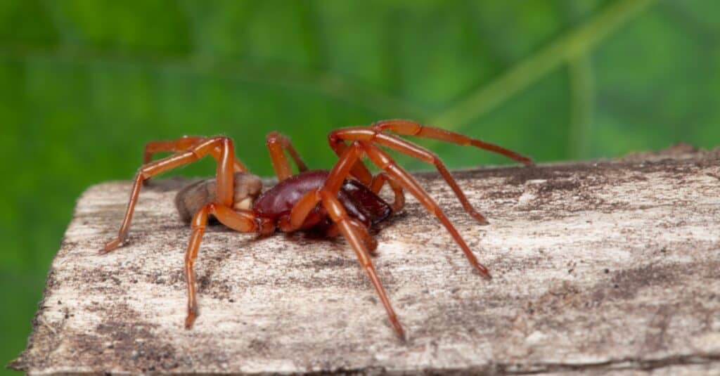 Woodlouse Spider cammina fuori sul legno.