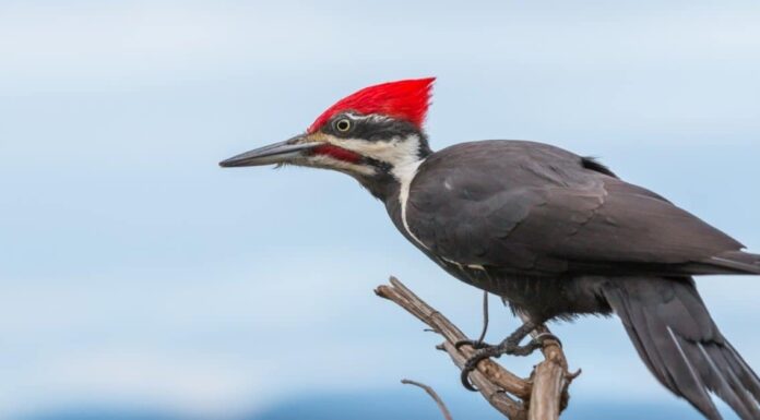 Ivory-Billed Woodpecker vs Pileated Woodpecker: What are the Differences?