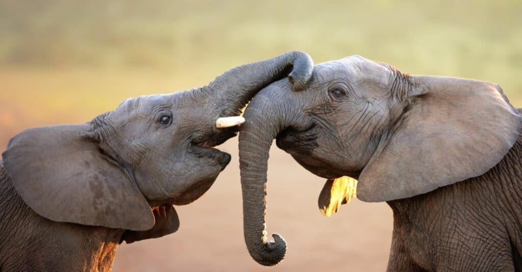 elefanti che si toccano