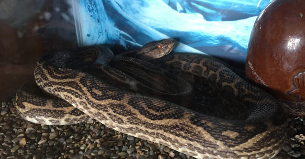 Scopri il serpente più grande trovato in Giappone