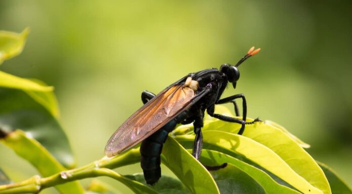 The largest fly in the world is Gauromydas heros