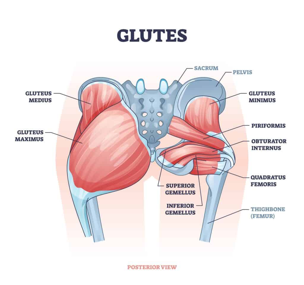 Glutei,Come,Glutei,Corpo,Muscoli,Per,Umano,Glutei,Forza,Contorno