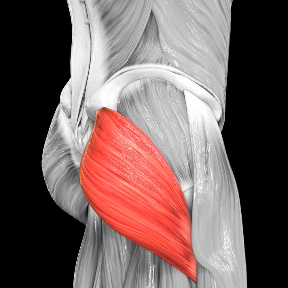 Umano, muscolare, sistema, gamba, muscoli, gluteo, massimo, muscolo, anatomia., 3d