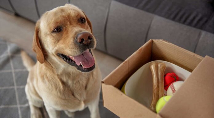 5 prodotti per cani che dovresti acquistare direttamente da Walmart
