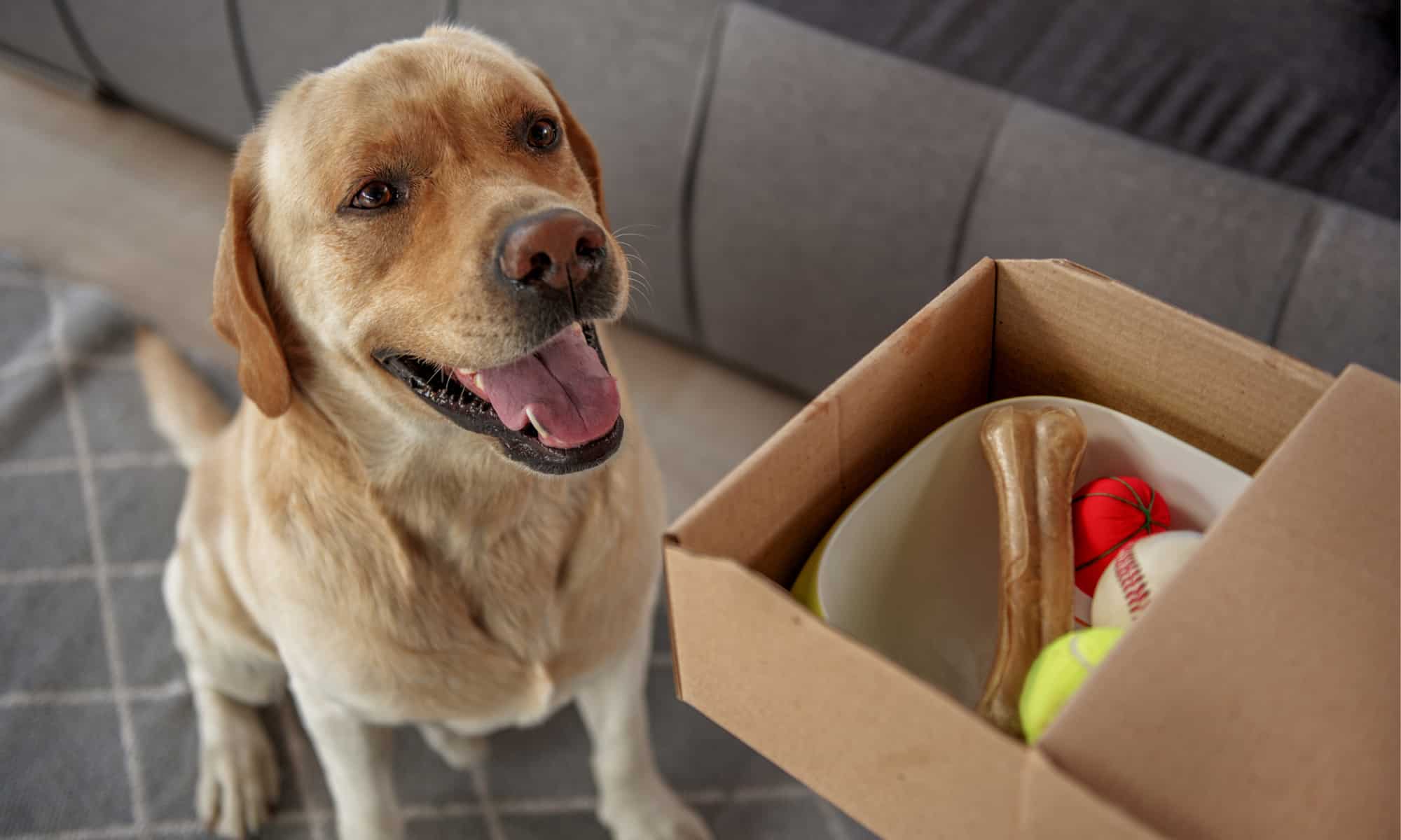 Un felice labrador giallo accanto a una spedizione di regali