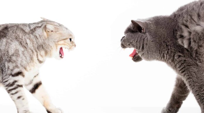 Perché i gatti urlano durante l'accoppiamento?
