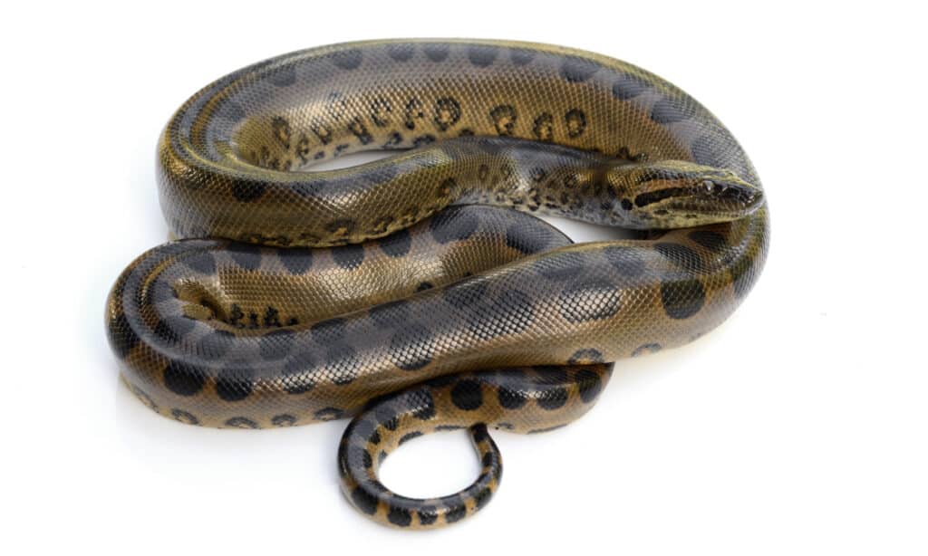 anaconda verde