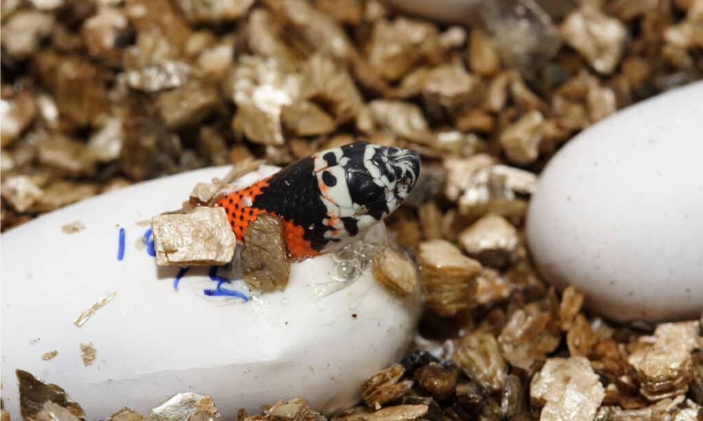 Serpente Hognose, Lystrophis pulcher, che emerge dall'uovo.