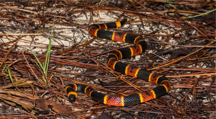 Coral Snake Rhyme: l'unica rima per evitare i serpenti velenosi
