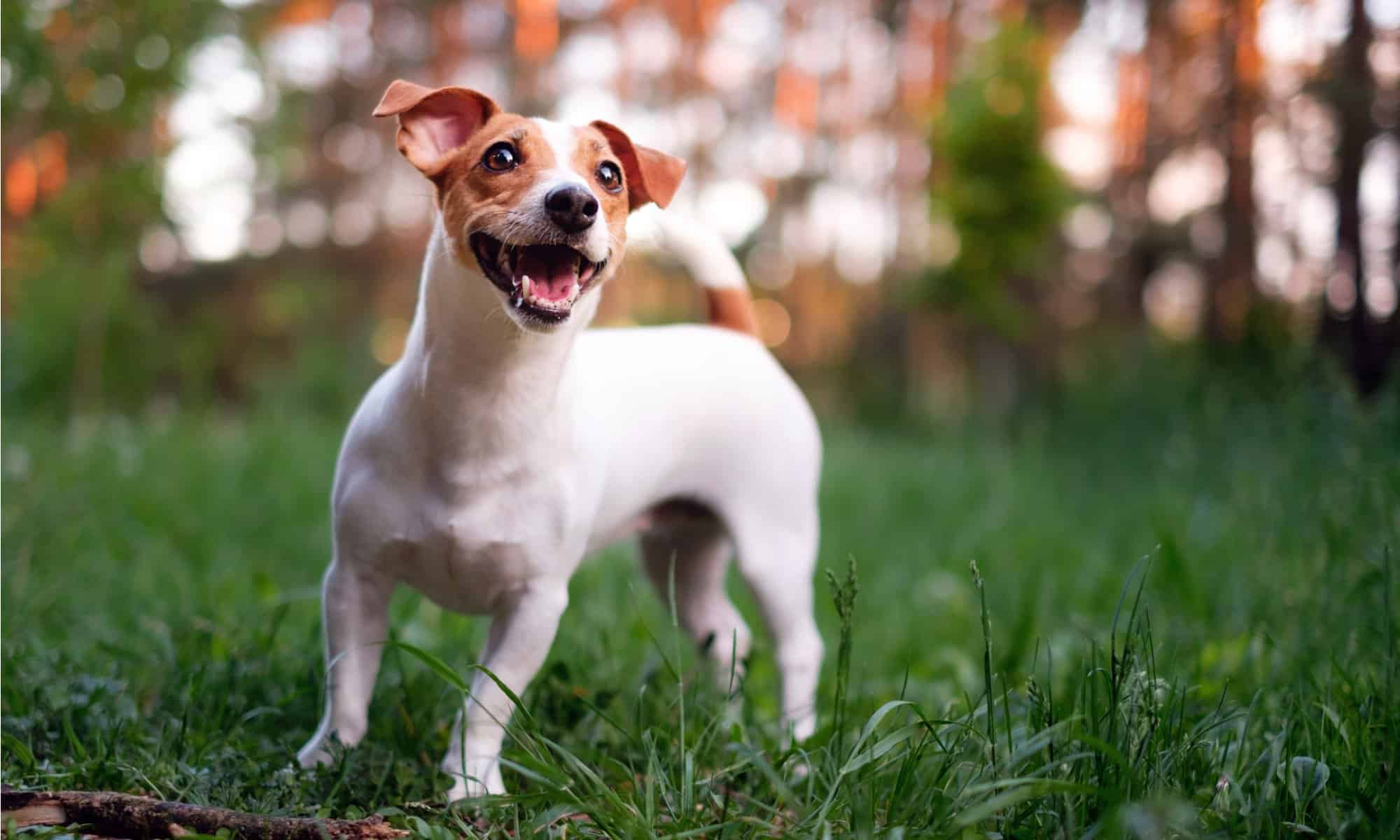 Royal Canin Alimento Per Cani Adulti Di Piccola Taglia