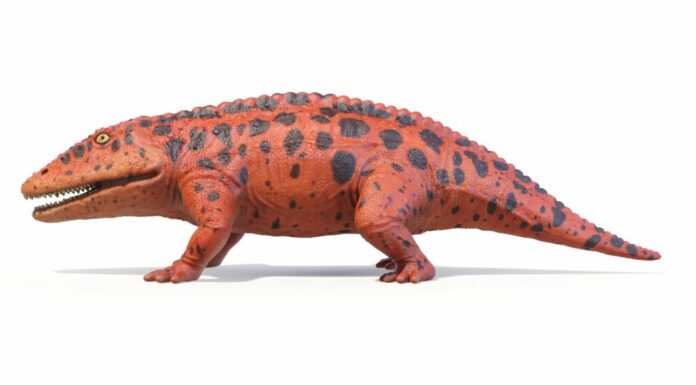 Eryops
