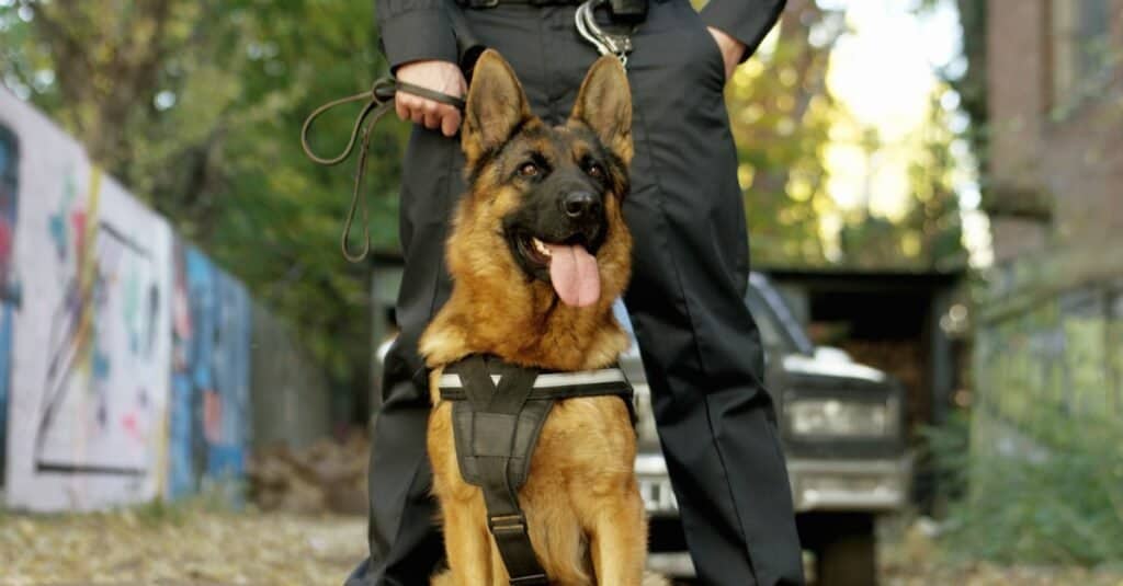 Tipi di cani poliziotto
