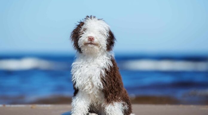 Cane da acqua spagnolo
