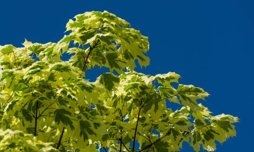 Acero riccio (Acer platanoides)