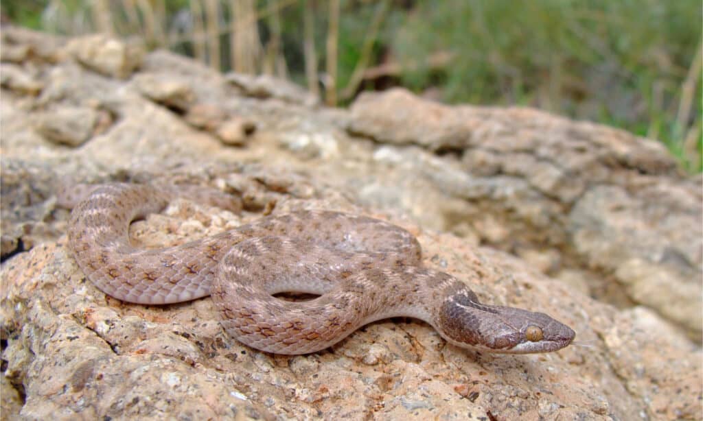 Serpente notturno del Texas su una roccia