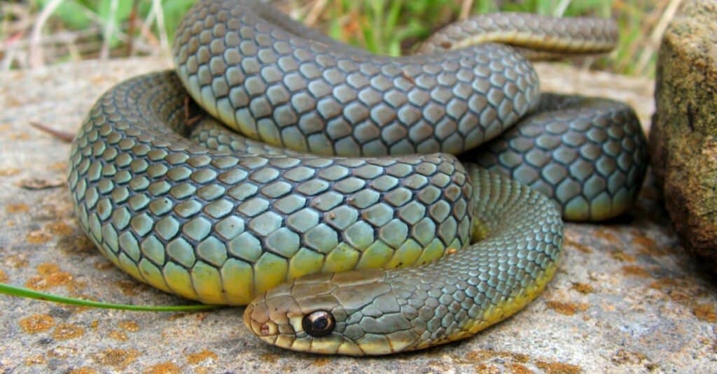 Serpenti in Kansas - Serpente da corsa orientale