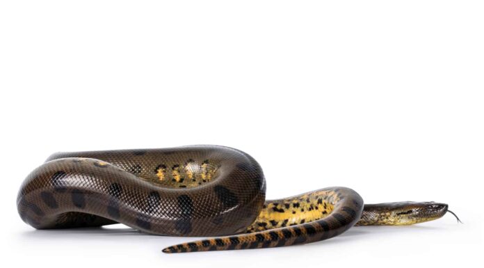 11 dei serpenti più spessi del mondo (uno è spesso 44 pollici!)
