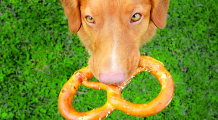  Dovresti lasciare che il tuo cane mangi i pretzel?  Dipende
