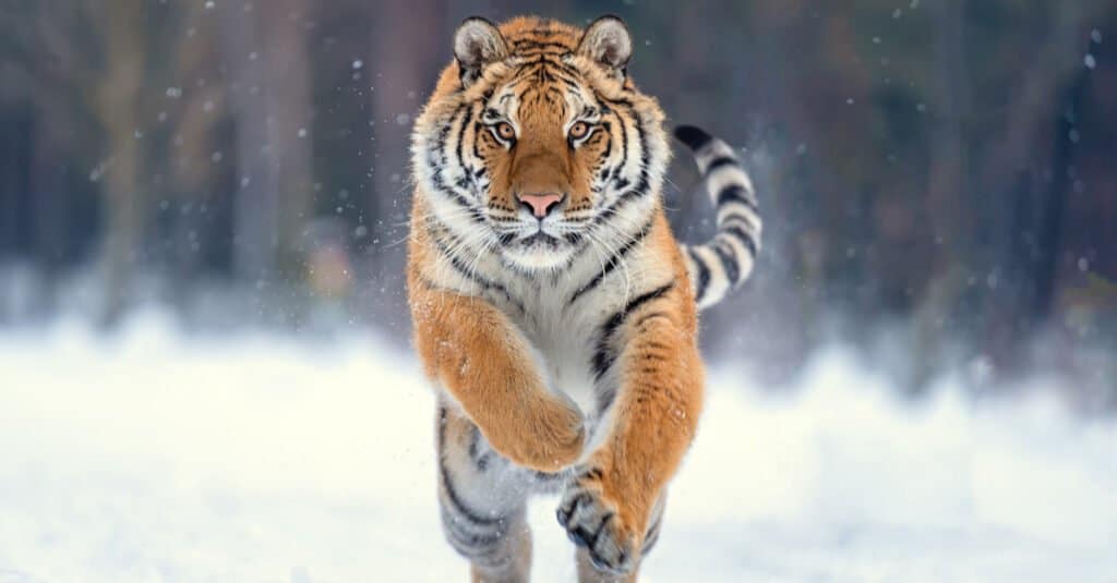 tigre che corre nella neve