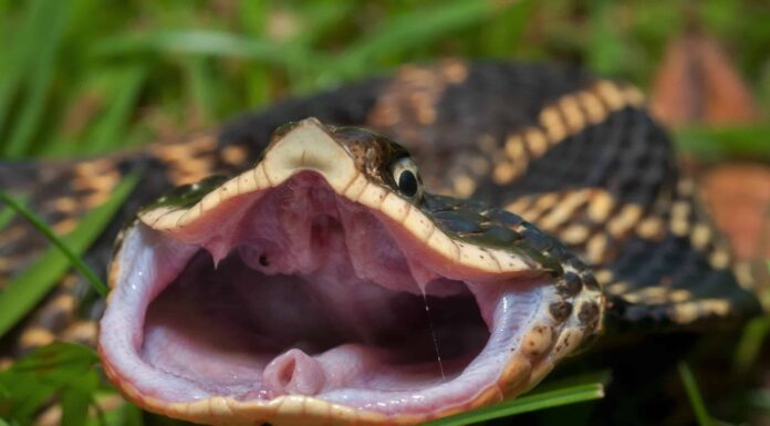 I 10 serpenti più brutti del mondo
