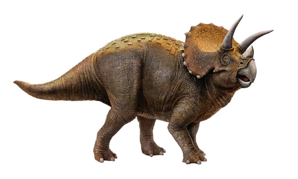 triceratopo 2