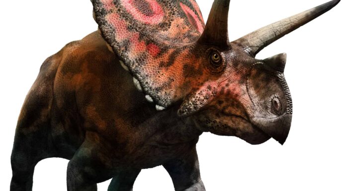 Torosaurus vs Triceratopo: quali sono le differenze?
