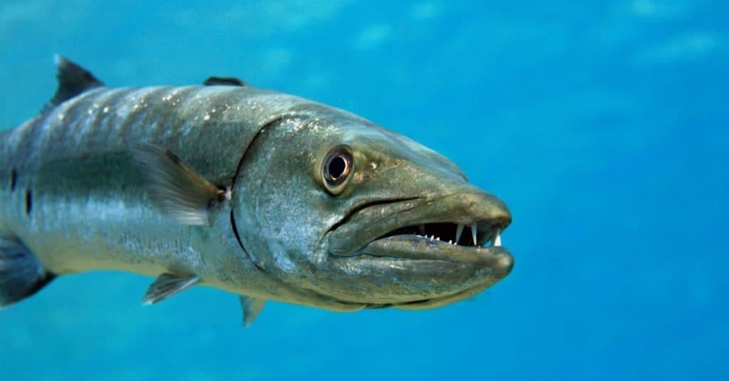 Animale aggressivo: Barracuda