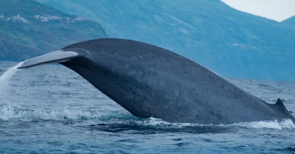 L'animale più grande del mondo, una balenottera azzurra che mostra il dorso dalla pinna dorsale ai trematodi della coda