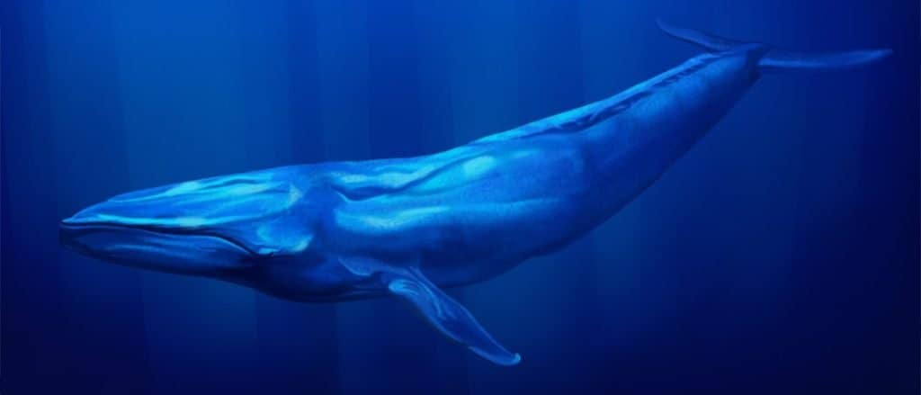 La balena più grande è la balenottera azzurra