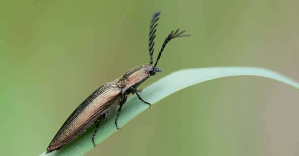 Tipi di coleotteri: fai clic su scarabeo