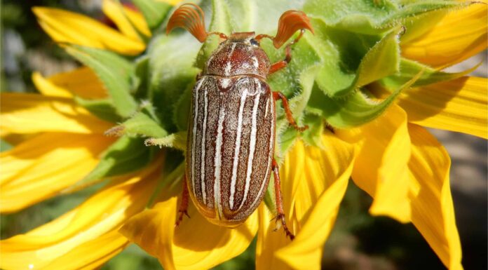 June Bug vs Japanese Beetle: quali sono le differenze?
