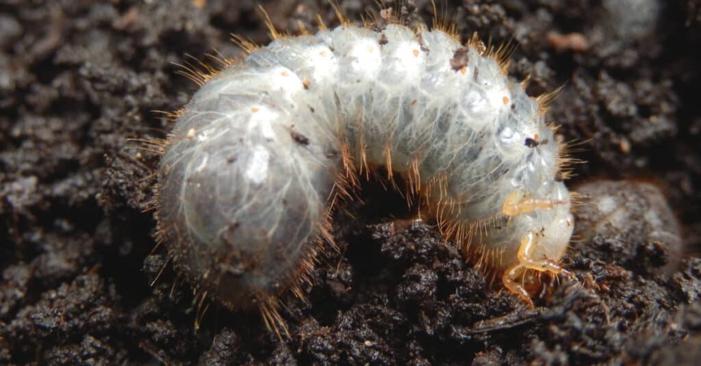 Cosa mangiano gli insetti di giugno - June Bug White Grub