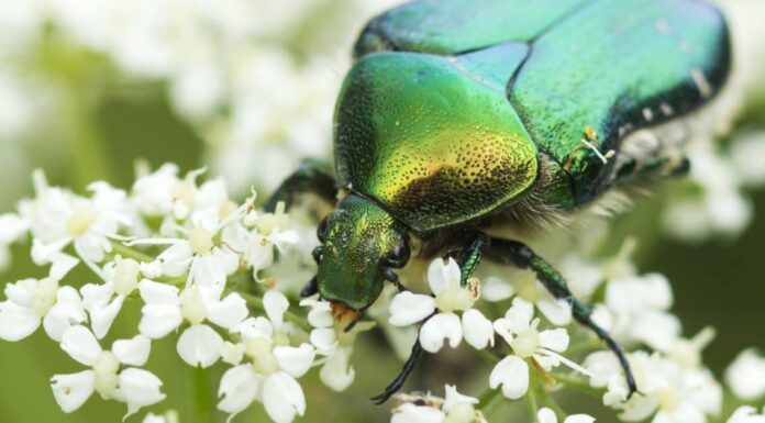 May Beetle vs June Bug: quali sono le differenze?
