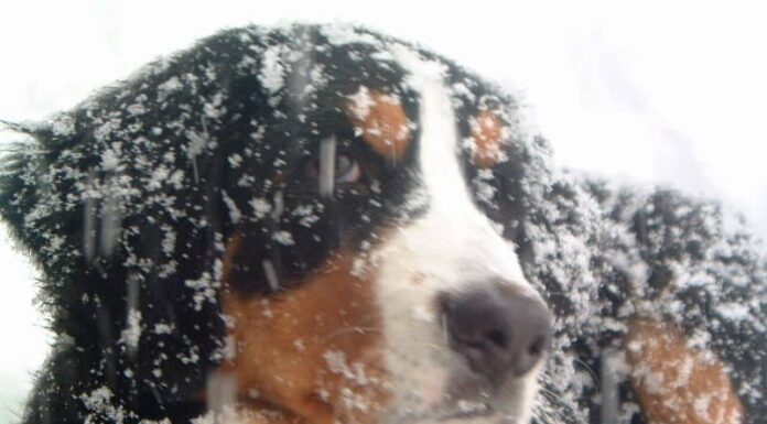 Bernese Mountain Dog in the snow