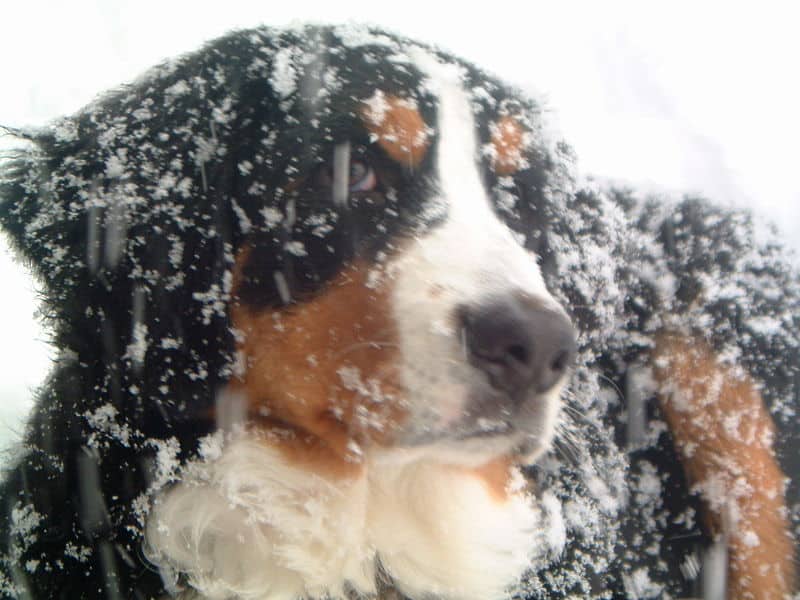 Bovaro del bernese nella neve