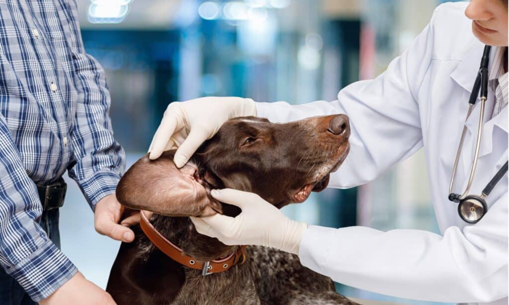 come curare l'infezione all'orecchio di un cane