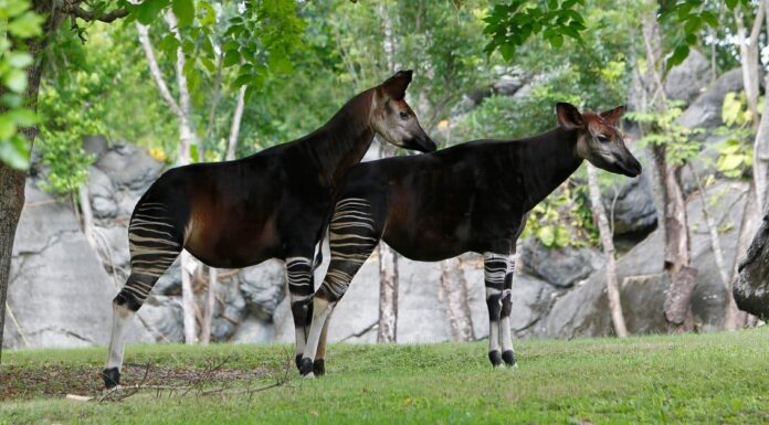 Okapi vs Zebra: quali sono le loro differenze?
