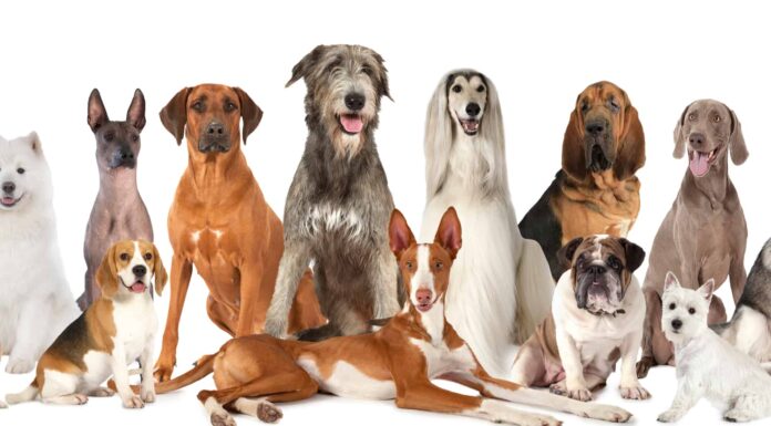 7 razze di cani più costose per l'assicurazione per animali domestici
