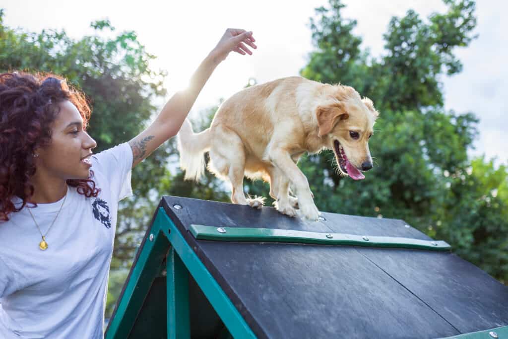 addestratore di cani con cane sul tetto della cuccia