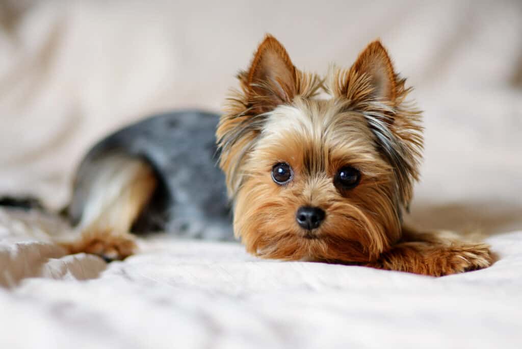 Cane dell'Yorkshire terrier