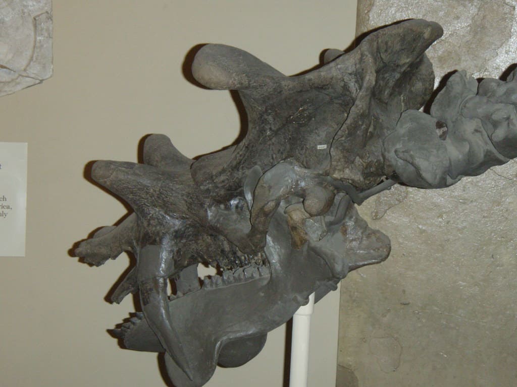 Un teschio di Uintatherium in un museo mette in mostra le sue corna e le sue zanne