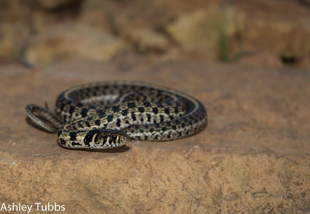 Un serpente giarrettiera a scacchi su una roccia