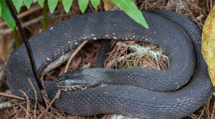 Scopri i serpenti d'acqua invasivi che invadono l'Arizona
