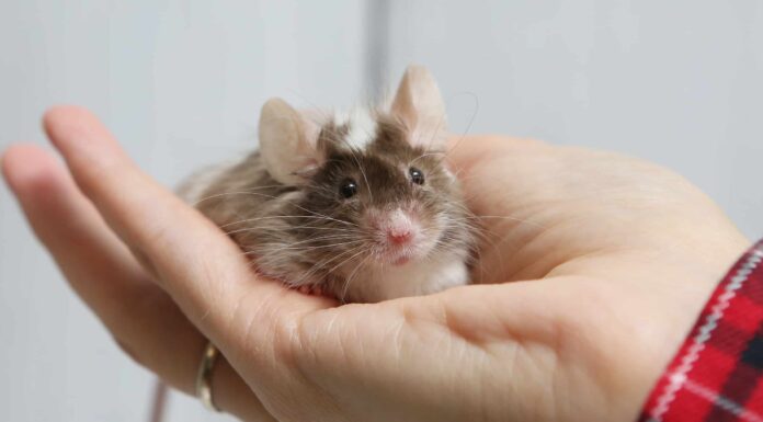 Topi domestici e ratti domestici: possono vivere insieme?

