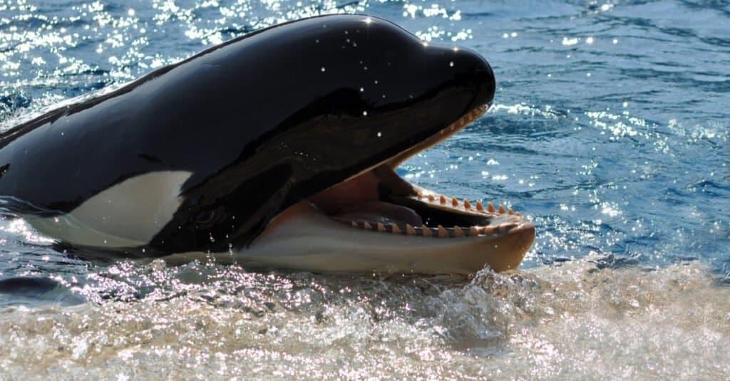 Cosa mangiano le balene: denti di balena assassina