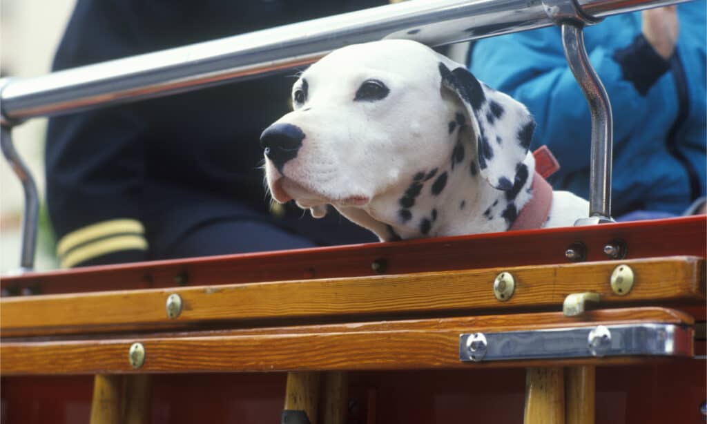 Dalmata che guarda fuori dal camion dei pompieri d'epoca