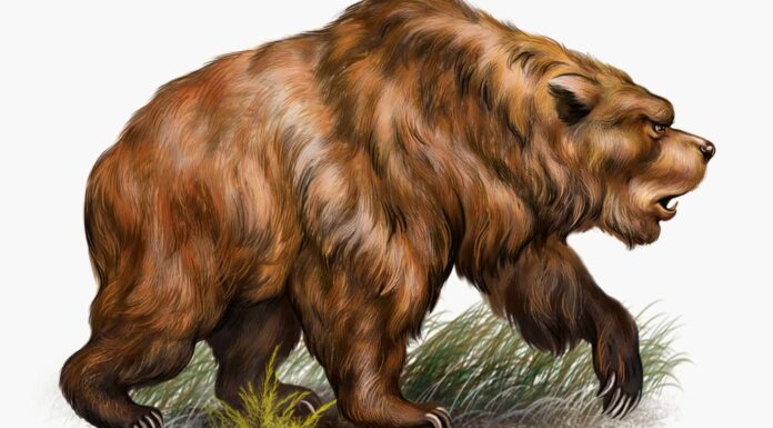 Quanto erano enormi gli antichi orsi delle caverne?
