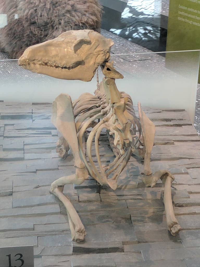 Scheletro fossilizzato di Poebrotherium sdraiato nel museo