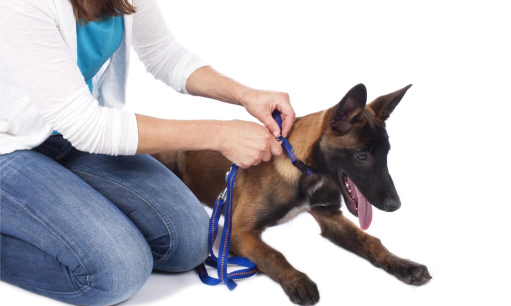 Donna che attacca un guinzaglio al collare del cane